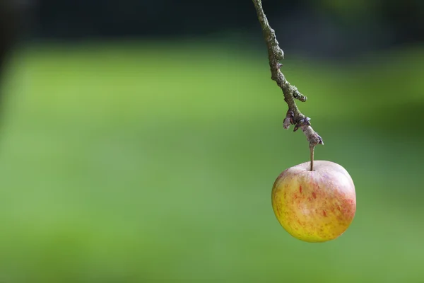 Één enkele Apple hangend aan de tak van een boom — Stockfoto