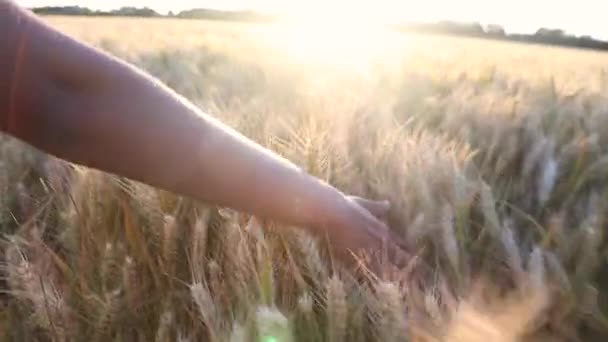 Молодая взрослая женщина девушка рука чувствует себя верхней части поля ячменя урожая на закате или на восходе солнца — стоковое видео