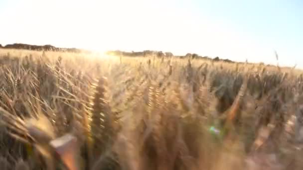 Tracking shot van tarwe of gerst veld bij zonsondergang of zonsopgang — Stockvideo