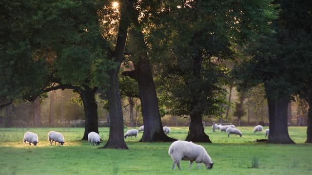 Flock of sheep or lambs grazing on grass in English countryside field between trees, England, Great Britain during summer evening. — Stock Video