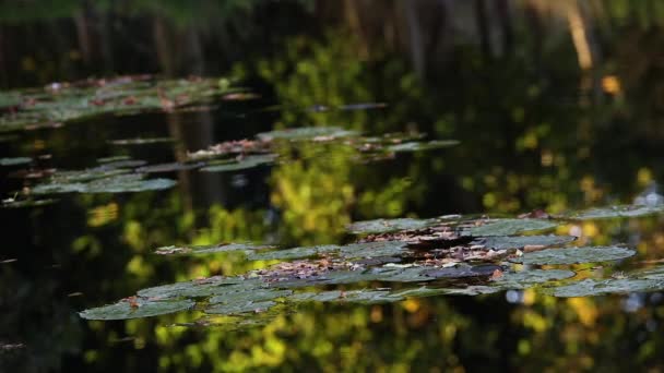 Lily pads and tranquil reflections in a pond or lake during summertime evening sunshine — Stock Video