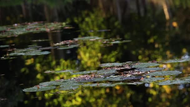 Liliom párna, és a nyári este napsütés alatt egy tó és a tó nyugodt gondolatok — Stock videók