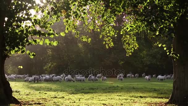 Gregge di pecore o agnelli al pascolo sull'erba nel campo di campagna inglese tra alberi, Inghilterra, Gran Bretagna durante la sera d'estate . — Video Stock
