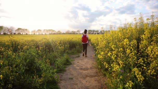 Krásné šťastné Smíšené rasy africká americká dívka dospívající samice mladá žena turistika s červeným batohem v poli řepky semínko žluté květy — Stock video