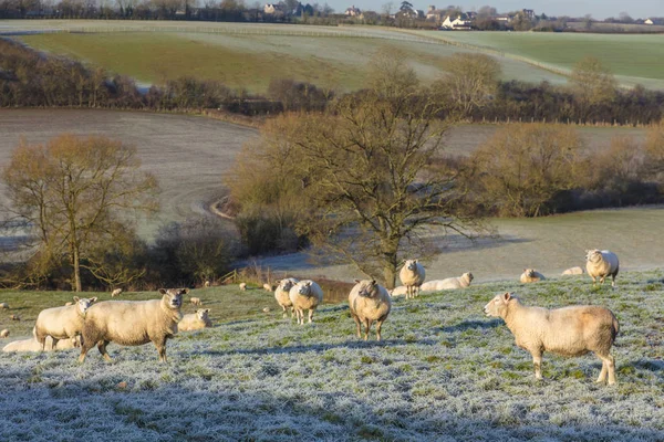Ovce v mrazivé oblasti — Stock fotografie