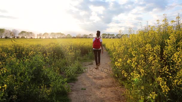 Beautiful happy mixed race African American girl teenager female young woman hiking with red backpack in field of rape seed yellow flowers — Stock Video