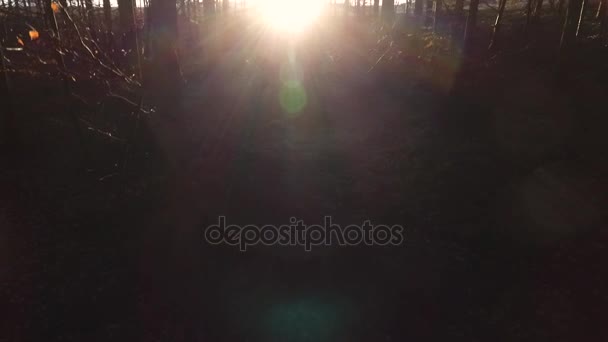 Antenn drönare klipp stiger ur en skog vid soluppgången eller solnedgången, sköt in i solen med bländning — Stockvideo