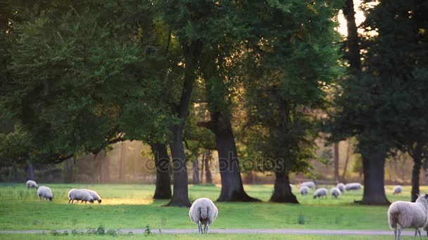 Flock av får och lamm som betar på gräs på engelska landsbygden området mellan träd, England, Storbritannien under sommarkväll. — Stockvideo