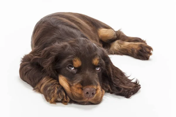 Cute Cocker Spaniel Puppy Dog Looking Up — Stock Photo, Image
