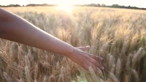 Ung vuxen kvinna kvinna flickor hand känsla toppen av ett fält av korn gröda på solnedgång eller soluppgång — Stockvideo
