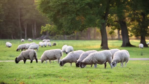 Flock of sheep or lambs grazing on grass in English countryside field with trees — Stock Video