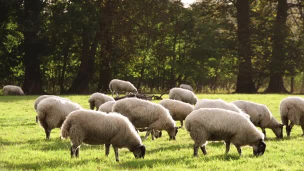 Flock av får och lamm som betar på gräs på engelska landsbygden område med träd — Stockvideo