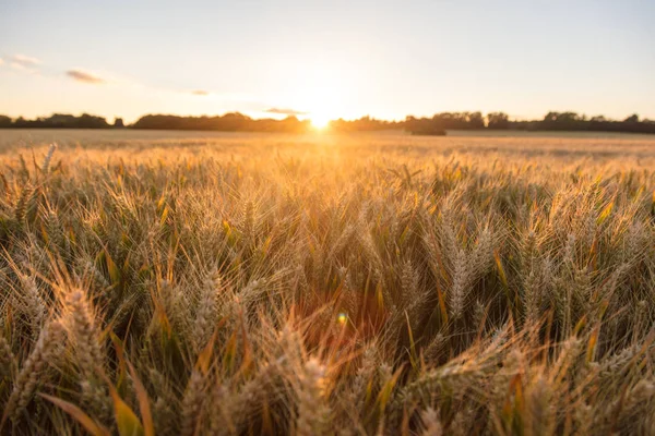 Jęczmień gospodarstwa pola o Złoty zachód lub wschód słońca — Zdjęcie stockowe