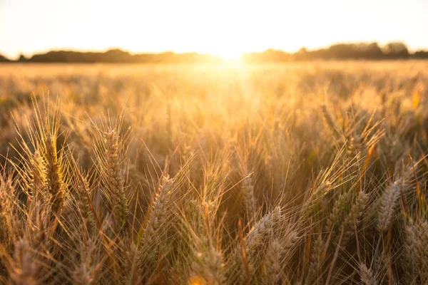 Campo de fazenda de cevada no pôr do sol dourado ou nascer do sol — Fotografia de Stock