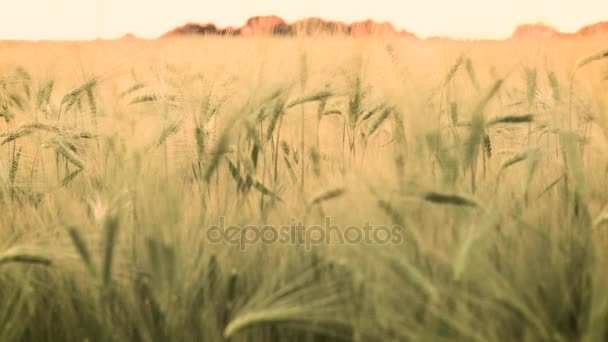 4 k klip pola pszenicy i jęczmienia, wiejący wiatr na zachód lub wschód słońca — Wideo stockowe