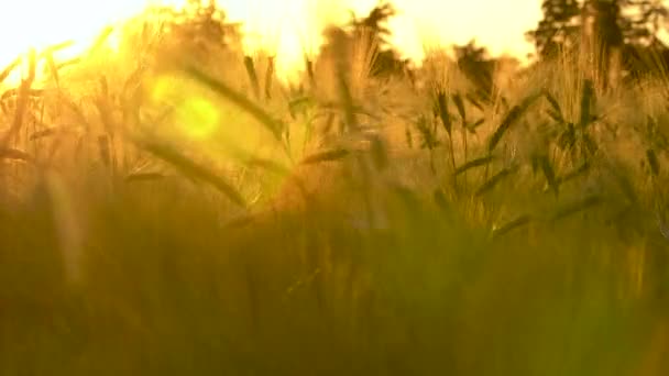 Trigo ou campo de cevada soprando ao vento ao pôr do sol ou ao nascer do sol — Vídeo de Stock