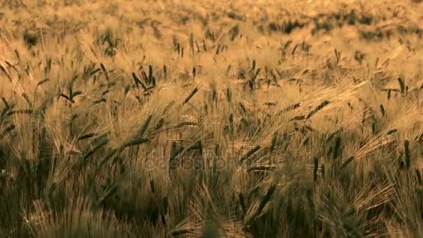 Champ de blé ou d'orge soufflant dans le vent au coucher ou au lever du soleil — Video