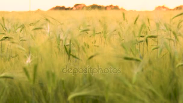 Campo de trigo o cebada que sopla en el viento al atardecer o al amanecer — Vídeos de Stock