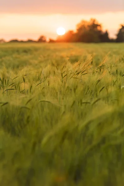 Campo de la granja de cebada al atardecer de oro o amanecer —  Fotos de Stock