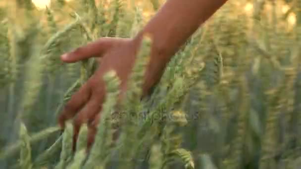 4K video clip of young mixed race adult woman female girls hand feeling the top of a field of barley crop at sunset or sunrise — Stock Video