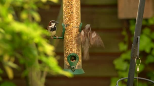 英国の庭で夏の間に鳥の送り装置から種子を食べる家すずめの 4 k のビデオ クリップ — ストック動画