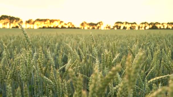 4 k jib kraan clip van tarwe of gerst veld waait in de wind bij zonsondergang of zonsopgang — Stockvideo