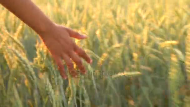 4K clipe de vídeo de jovem mista mulher adulta meninas mão sentindo o topo de um campo de cultura de cevada ao pôr do sol ou nascer do sol — Vídeo de Stock