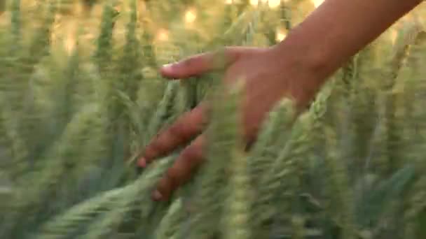 在日出或日落时则有年轻的混血的种族成年女性女性女孩手感大麦作物领域的顶部 — 图库视频影像