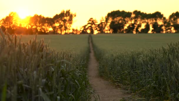 Trek, focus, voorgrond naar achtergrond, 4 k-clip van pad door tarwe of gerst veld waait in de wind bij zonsondergang of zonsopgang — Stockvideo