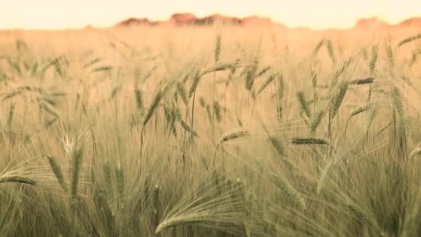 Långsam slutartid, desaturated, låst off 4 k klipp av vete eller korn fältet blåser i vinden vid solnedgång eller soluppgång — Stockvideo