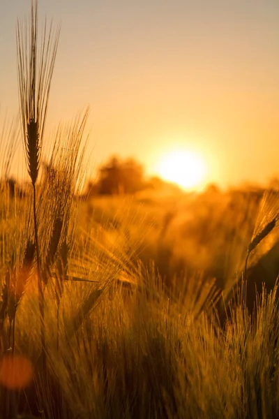 Campo de la granja de cebada al atardecer de oro o amanecer — Foto de Stock
