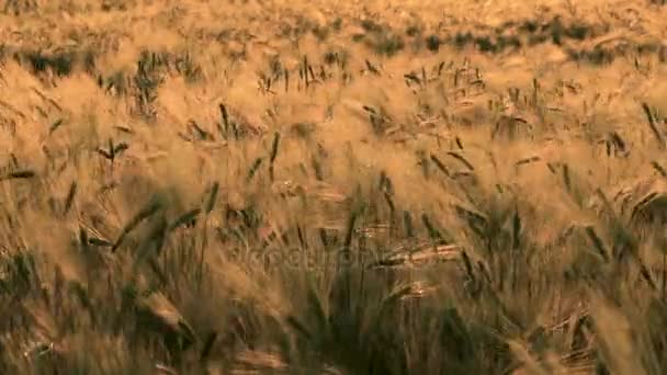 Grampo 4K de trigo ou campo de cevada soprando no vento ao pôr do sol ou ao nascer do sol — Vídeo de Stock