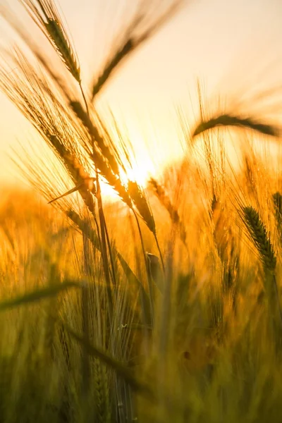 Campo de la granja de cebada al atardecer de oro o amanecer —  Fotos de Stock