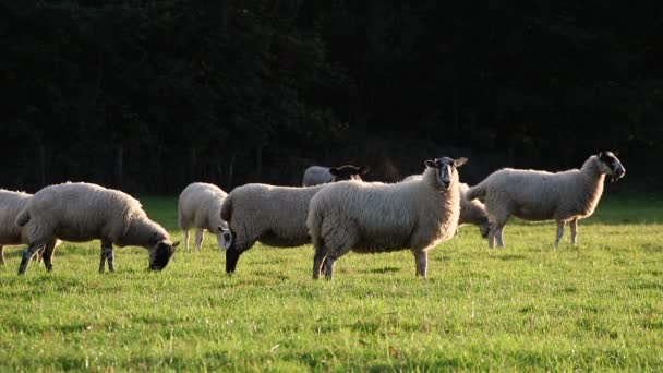 Flock of sheep or lambs grazing on grass in English countryside field, England, Great Britain during summer evening. — Stock Video