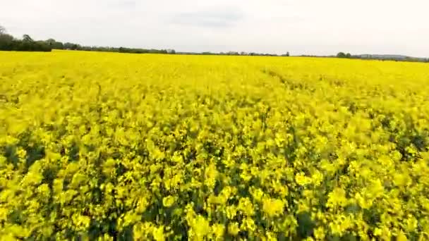 Drone Aéreo Clipe Vídeo Voando Baixo Nível Sobre Campo Colza — Vídeo de Stock