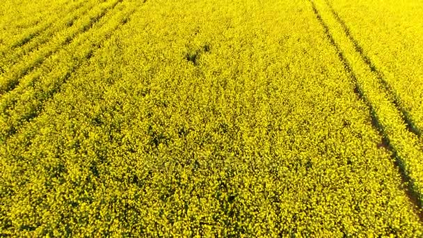 空中ドローン ビデオ クリップ フライングと田舎で黄色の花ナタネや菜種のフィールドに最大傾斜 — ストック動画