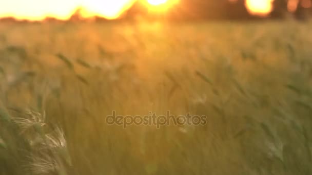 Clip Von Weizen Oder Gerstenfeld Das Bei Sonnenuntergang Oder Sonnenaufgang — Stockvideo