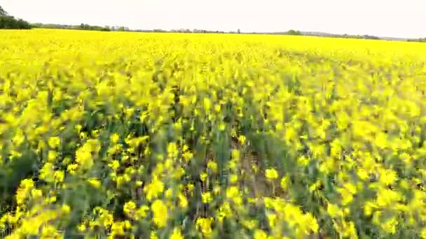 农村地区低油籽油菜或油菜黄花领域低空飞行的空中无人机视频剪辑 — 图库视频影像