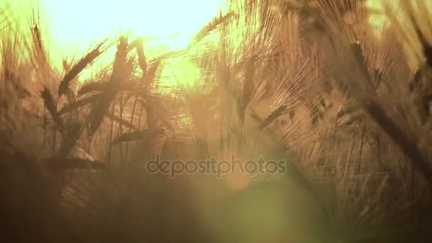 Grampo Trigo Campo Cevada Soprando Vento Pôr Sol Nascer Sol — Vídeo de Stock