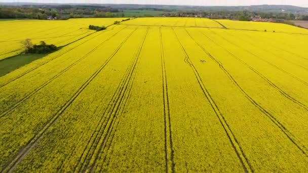 农村地区的油籽油菜或油菜黄色花卉的空中无人机视频剪辑飞 — 图库视频影像