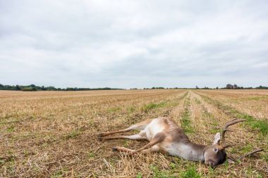 Fallow Deer Stag Laying Dead in a Field clipart