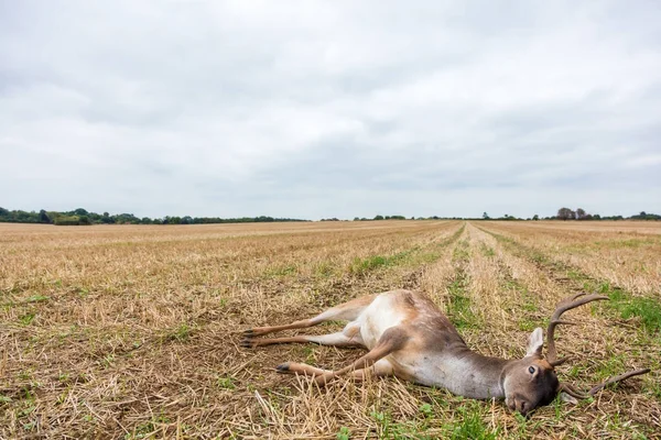 Fallow Deer Stag Laying Dead in a Field — Stock Photo, Image