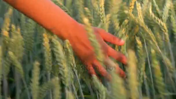 视频剪辑在日出或日落时感觉顶部的大麦作物领域的年轻混的血成年女性女性女孩手 — 图库视频影像