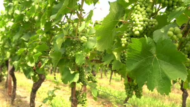 Video Clip Grape Vines Growing Rhine Valley Vineyard Germany Europe — Stock Video