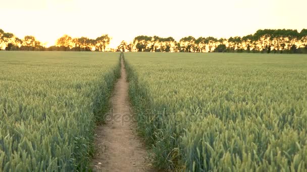 臂或起重机高到低角度4K 夹路径通过麦子或大麦领域吹在风在日落或日出 — 图库视频影像