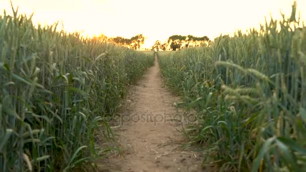 Jib Crane Low High Angle Clip Path Wheat Barley Field — Stock Video