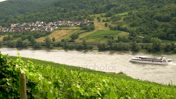 Rhine Valley Allemagne Août 2017 Clip Vidéo Vignes Poussant Dans — Video