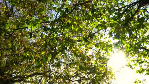 Luce Del Sole Che Brilla Tra Foglie Ippocastano Conker Autunno — Video Stock