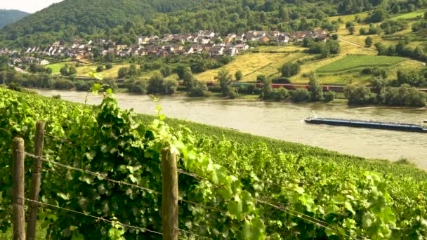 Rhine Valley Germany August 2017 Video Clip Grape Vines Growing — Stock Video