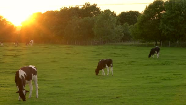 Clipe Vídeo Mostrando Rebanho Vacas Friesianas Pretas Brancas Pastando Comendo — Vídeo de Stock